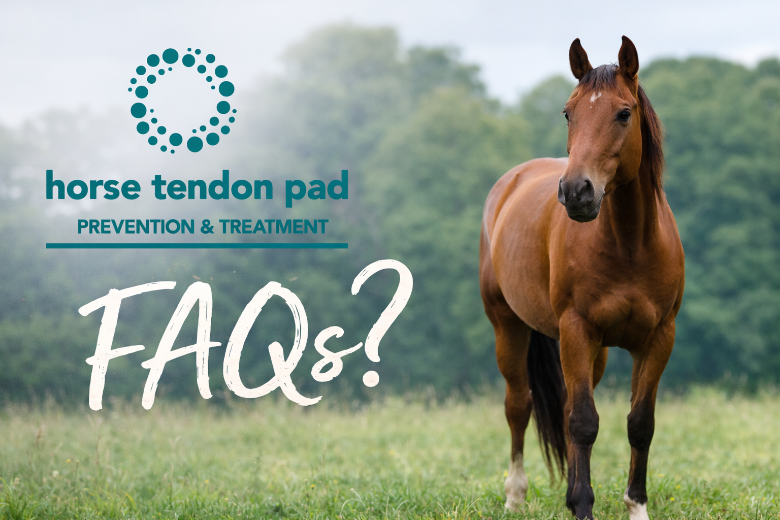 horse tendon treatment faqs