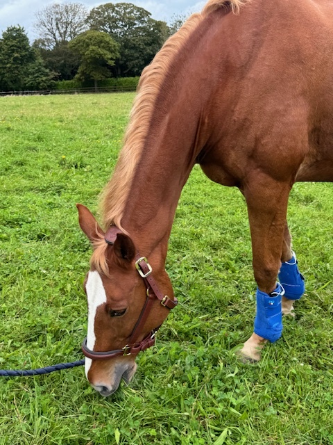 horse tendon treatment pad in use on horse leg supporting tendon recovery and reducing inflammation