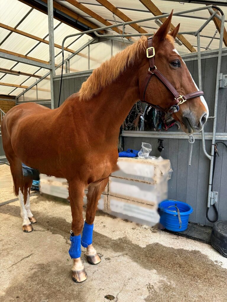 Chestnut horse in a stable wearing Horse Tendon Pads under boots on its front legs