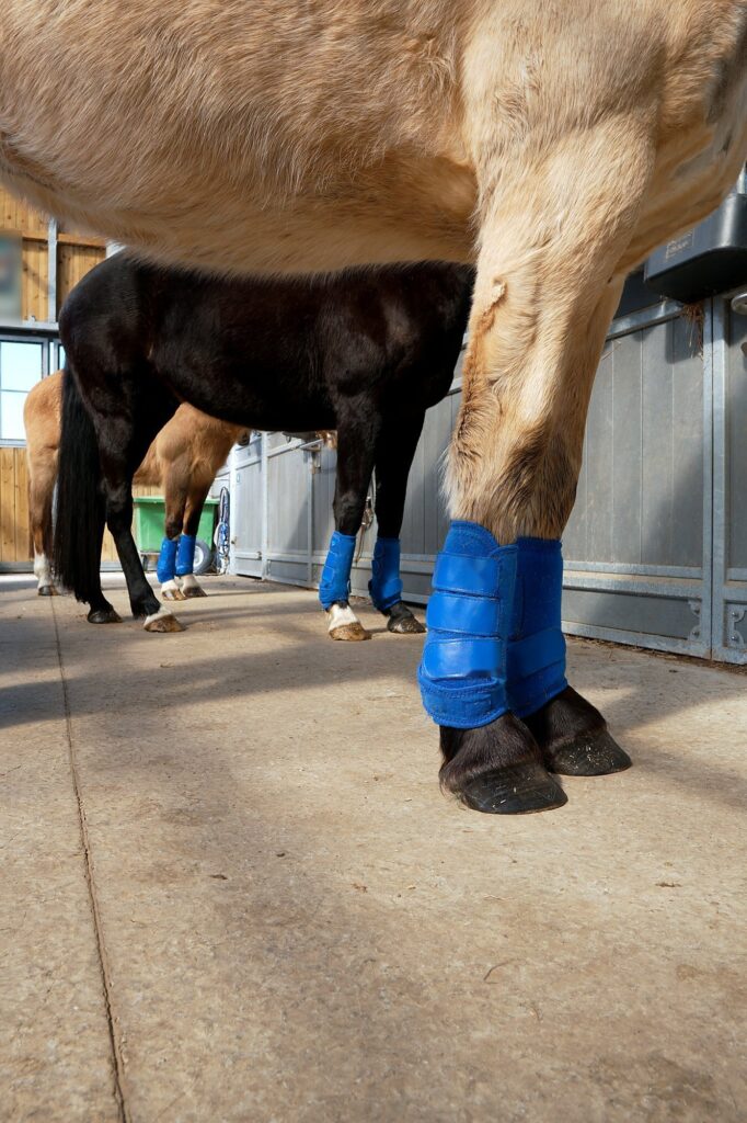 Horses in a stable yard wearing Horse Tendon Pads under boots on their front legs