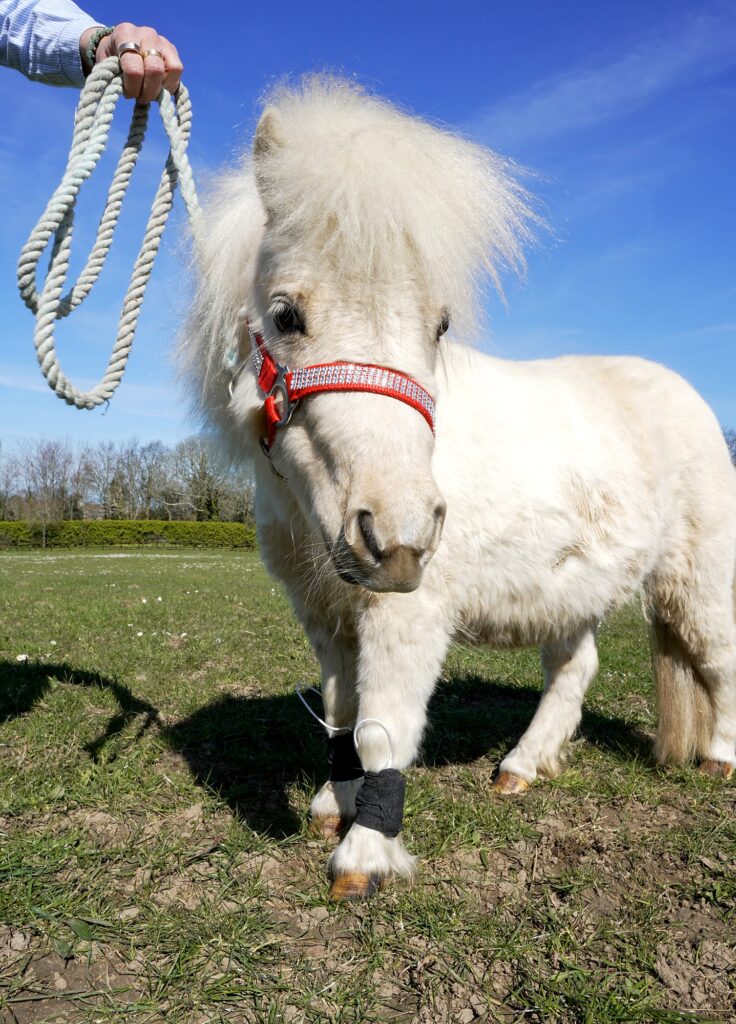 Pony wearing a Horse Tendon Pad held in place with a wrap on the front leg