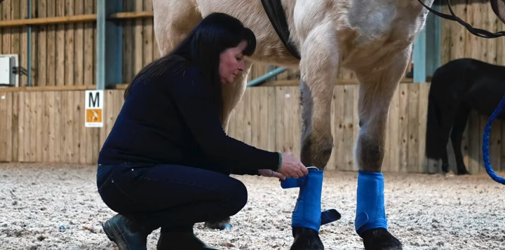 Owner kneeling to fit Horse Tendon Pads under boots on a horse's front legs in an arena