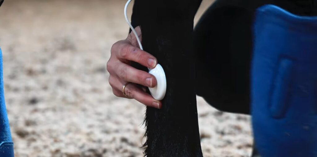 Placing the Horse Tendon Pad over the swollen or most tender area on the back of a horse's lower leg